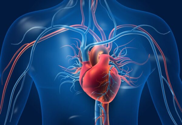 Heart & Metabolic Panel (Female & Male)